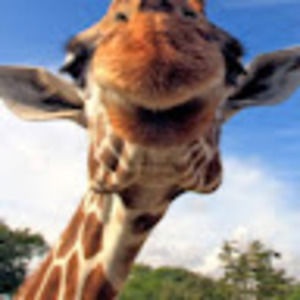 Meet your Posher, Giraffe